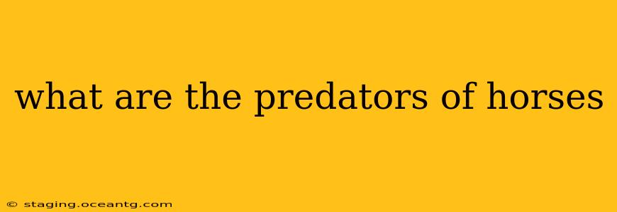 what are the predators of horses