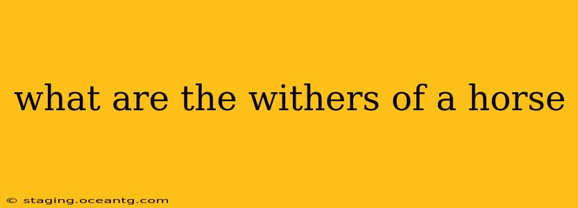 what are the withers of a horse