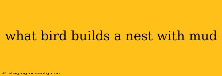 what bird builds a nest with mud