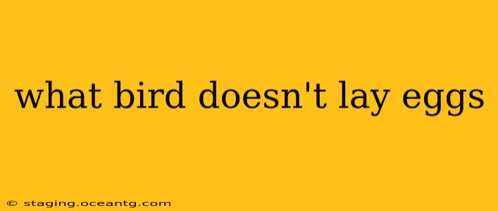 what bird doesn't lay eggs