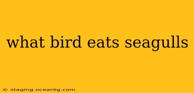 what bird eats seagulls