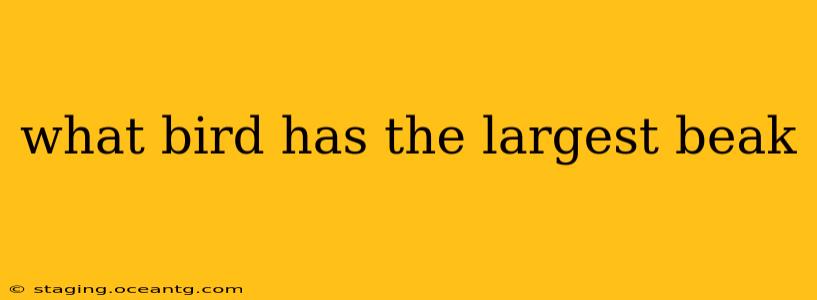 what bird has the largest beak