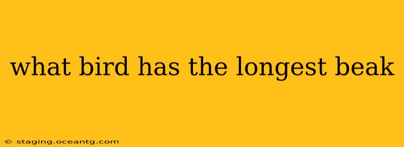 what bird has the longest beak