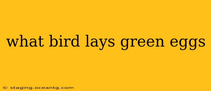what bird lays green eggs