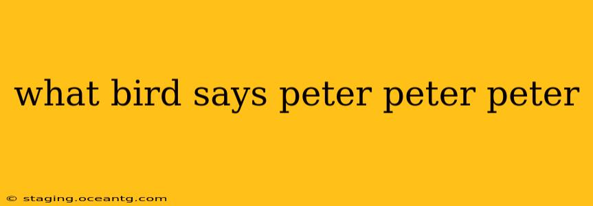 what bird says peter peter peter