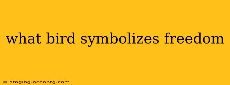what bird symbolizes freedom