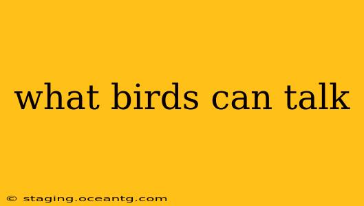 what birds can talk