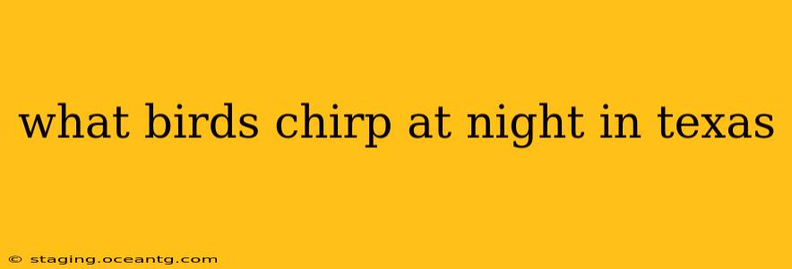 what birds chirp at night in texas