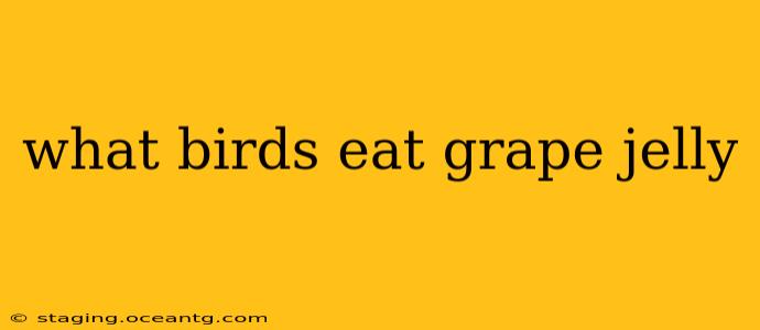 what birds eat grape jelly
