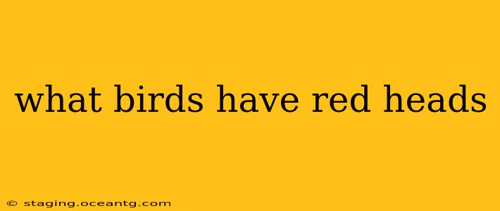 what birds have red heads
