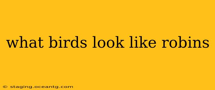 what birds look like robins