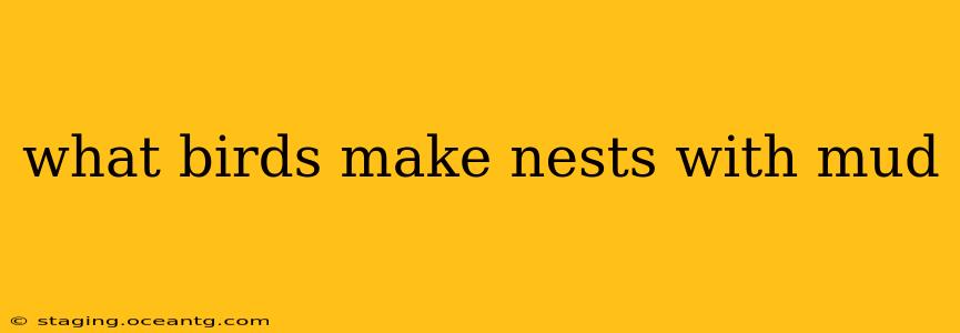 what birds make nests with mud
