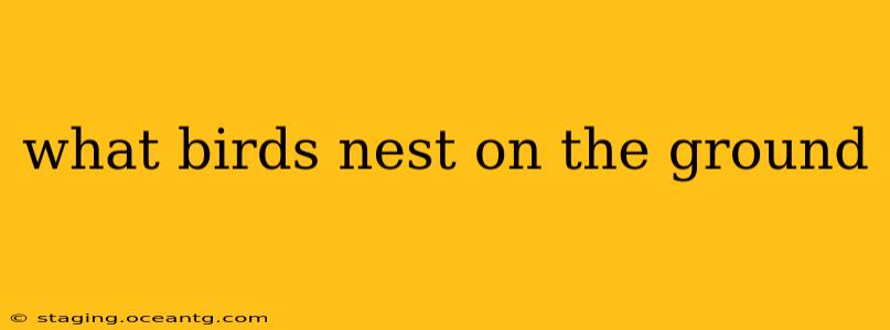 what birds nest on the ground
