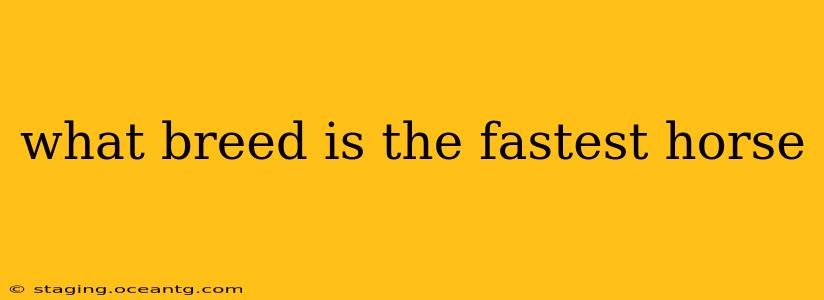 what breed is the fastest horse