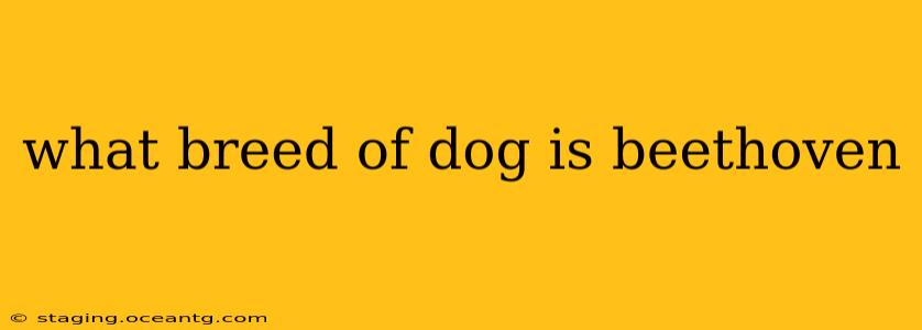 what breed of dog is beethoven
