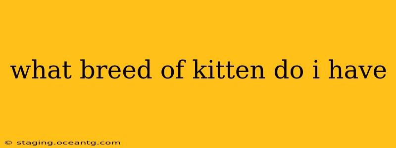 what breed of kitten do i have