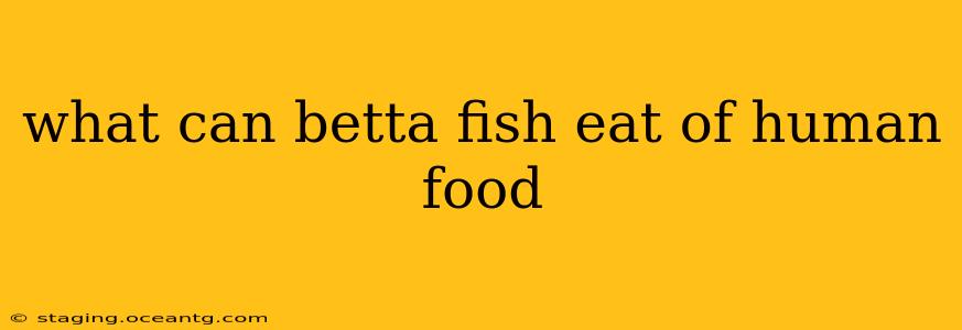 what can betta fish eat of human food