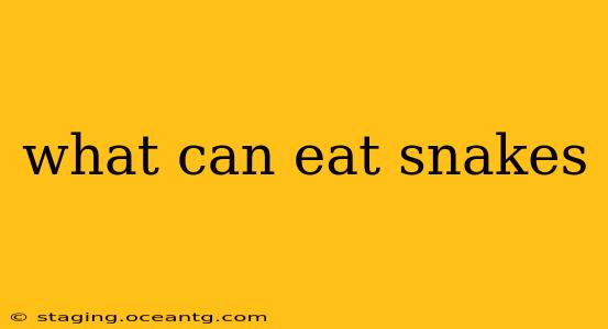 what can eat snakes