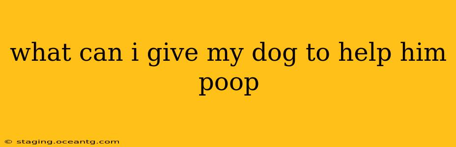 what can i give my dog to help him poop