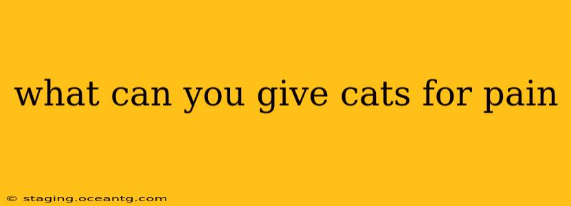 what can you give cats for pain