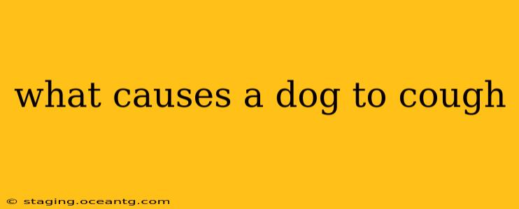 what causes a dog to cough