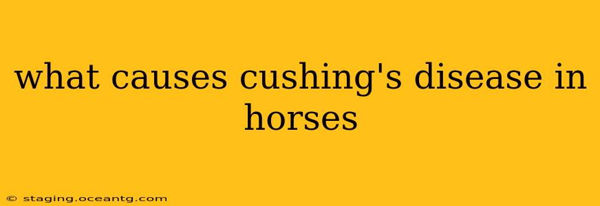 what causes cushing's disease in horses