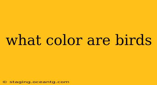 what color are birds