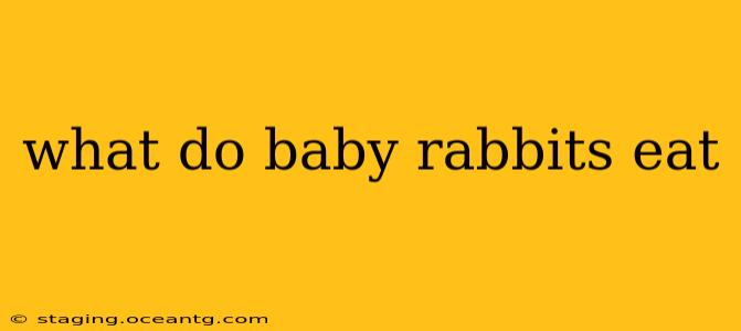 what do baby rabbits eat