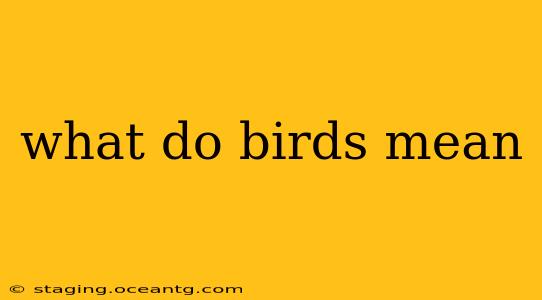 what do birds mean