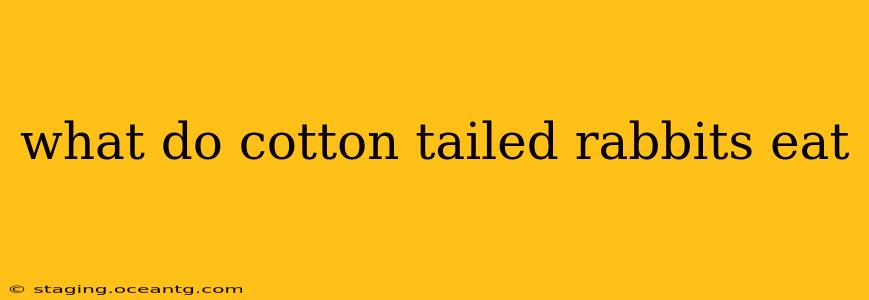 what do cotton tailed rabbits eat