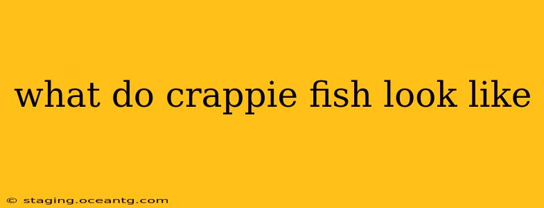 what do crappie fish look like