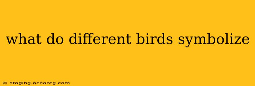 what do different birds symbolize