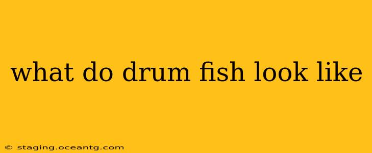 what do drum fish look like