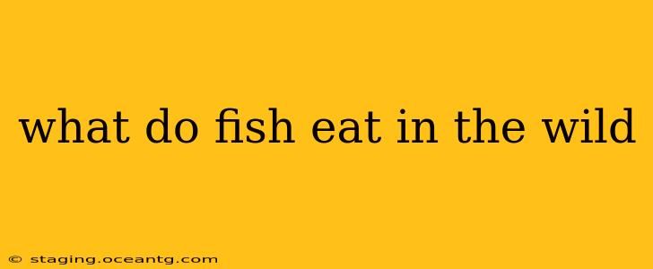 what do fish eat in the wild