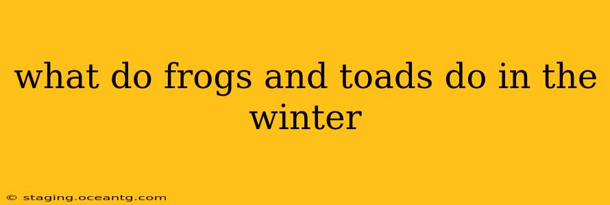 what do frogs and toads do in the winter