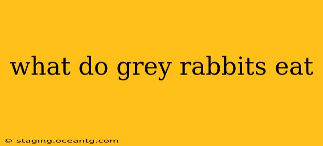 what do grey rabbits eat