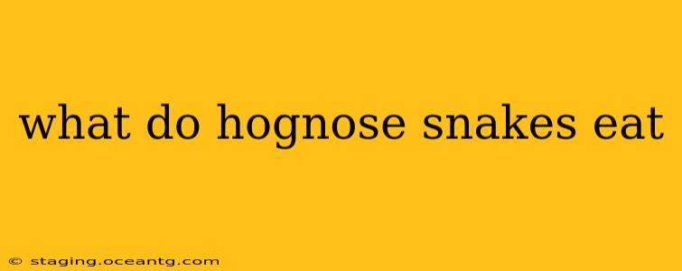 what do hognose snakes eat