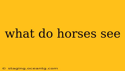 what do horses see