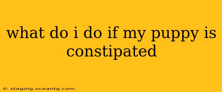 what do i do if my puppy is constipated