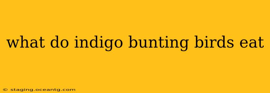 what do indigo bunting birds eat