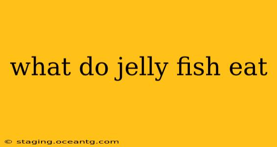what do jelly fish eat