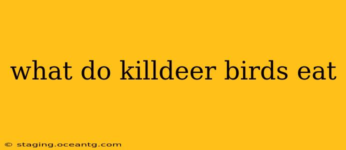 what do killdeer birds eat