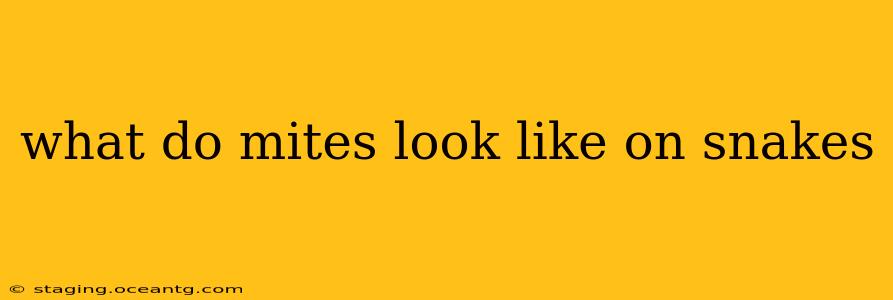 what do mites look like on snakes