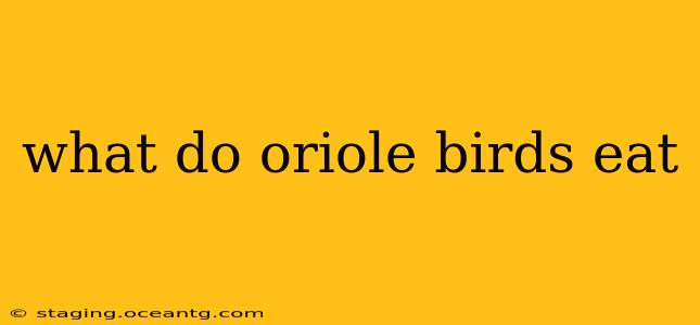 what do oriole birds eat
