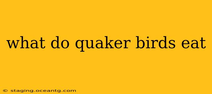 what do quaker birds eat