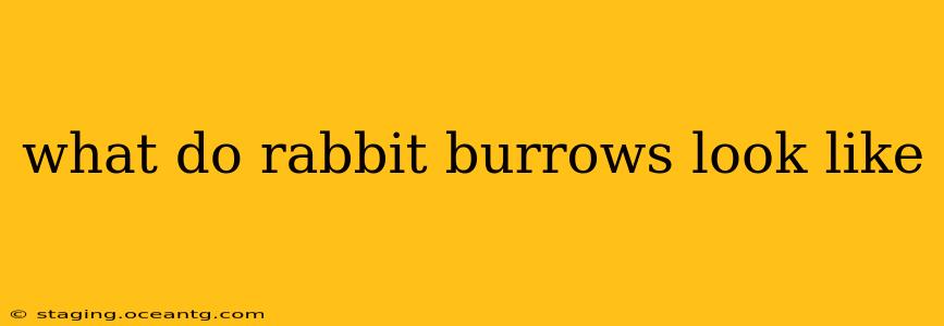 what do rabbit burrows look like