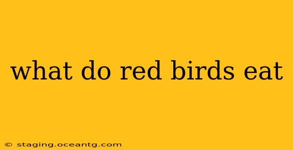 what do red birds eat