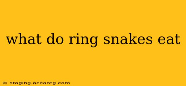 what do ring snakes eat