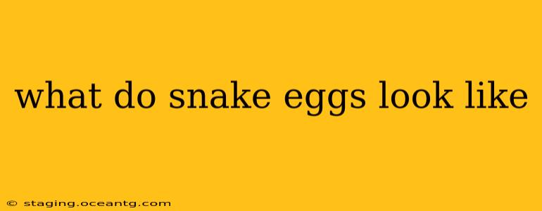 what do snake eggs look like