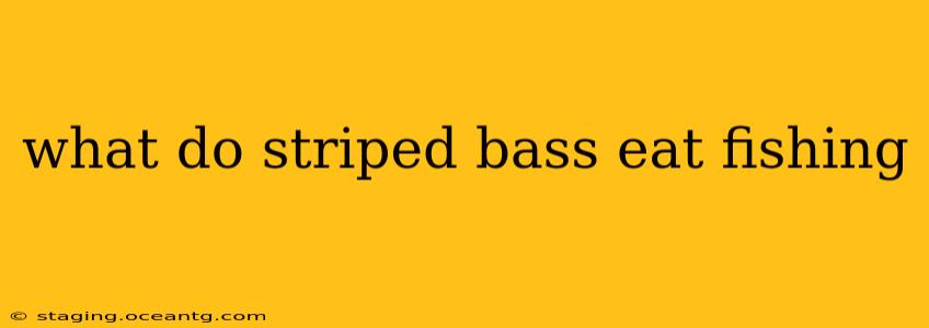 what do striped bass eat fishing